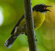 Bananaquit