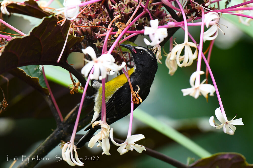 Bananaquit