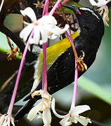 Bananaquit