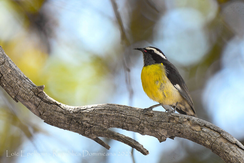 Bananaquit