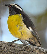 Bananaquit