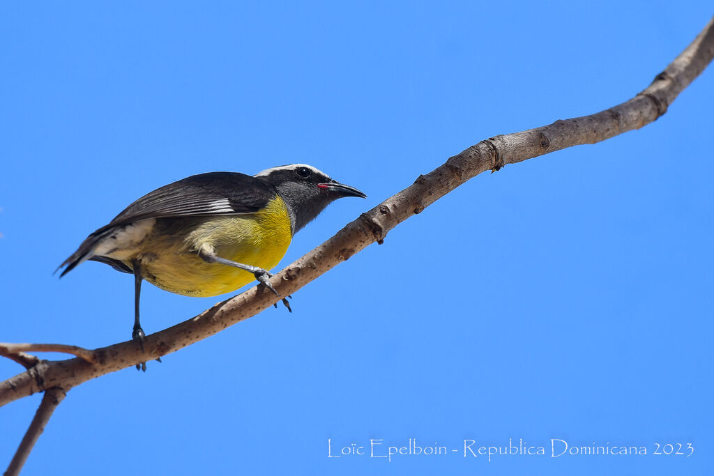 Bananaquit