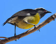 Bananaquit