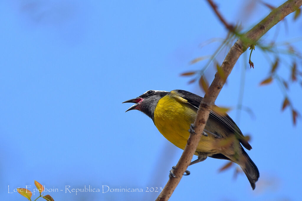 Bananaquit