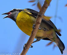 Bananaquit