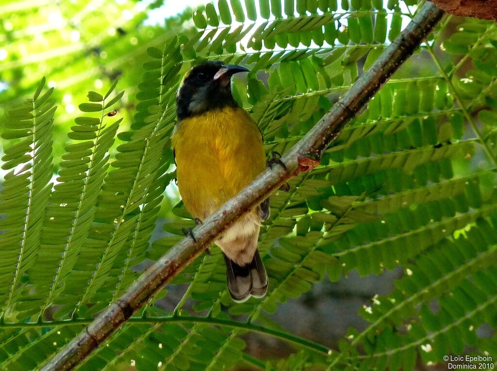 Bananaquit