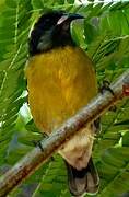 Bananaquit