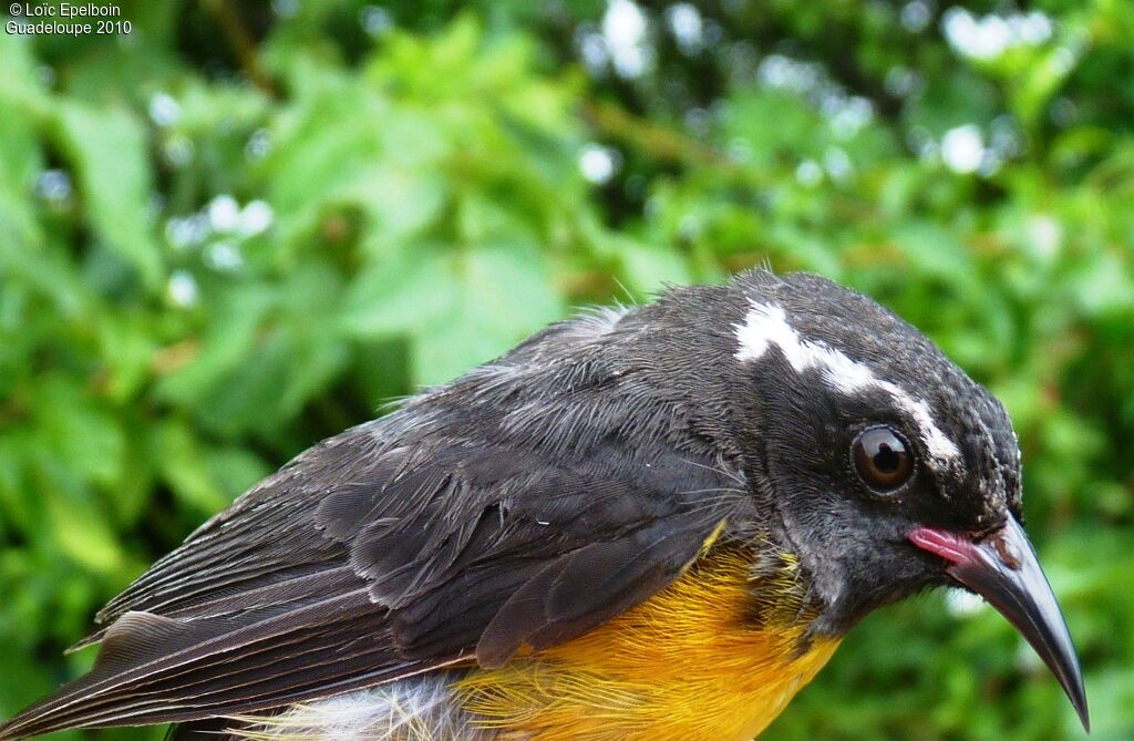 Bananaquit