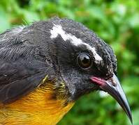 Bananaquit