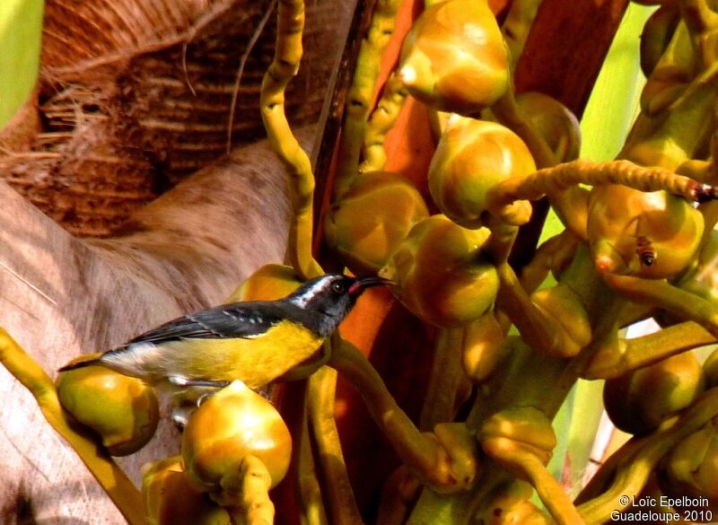 Bananaquit