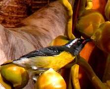 Bananaquit