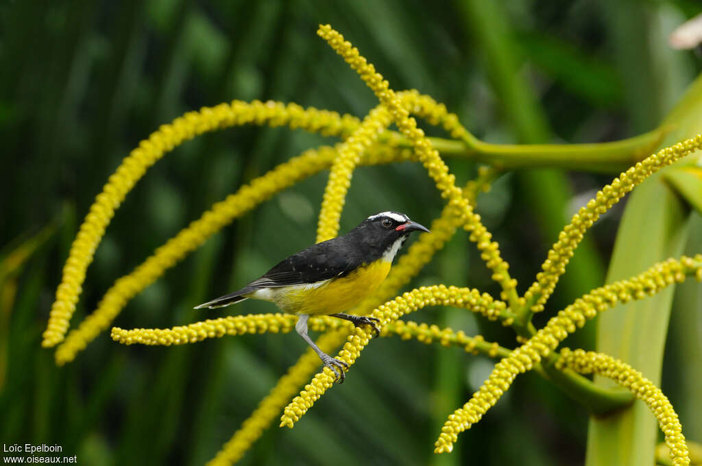 Sucrier à ventre jauneadulte, habitat, camouflage, pigmentation