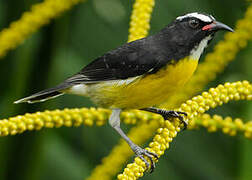 Bananaquit