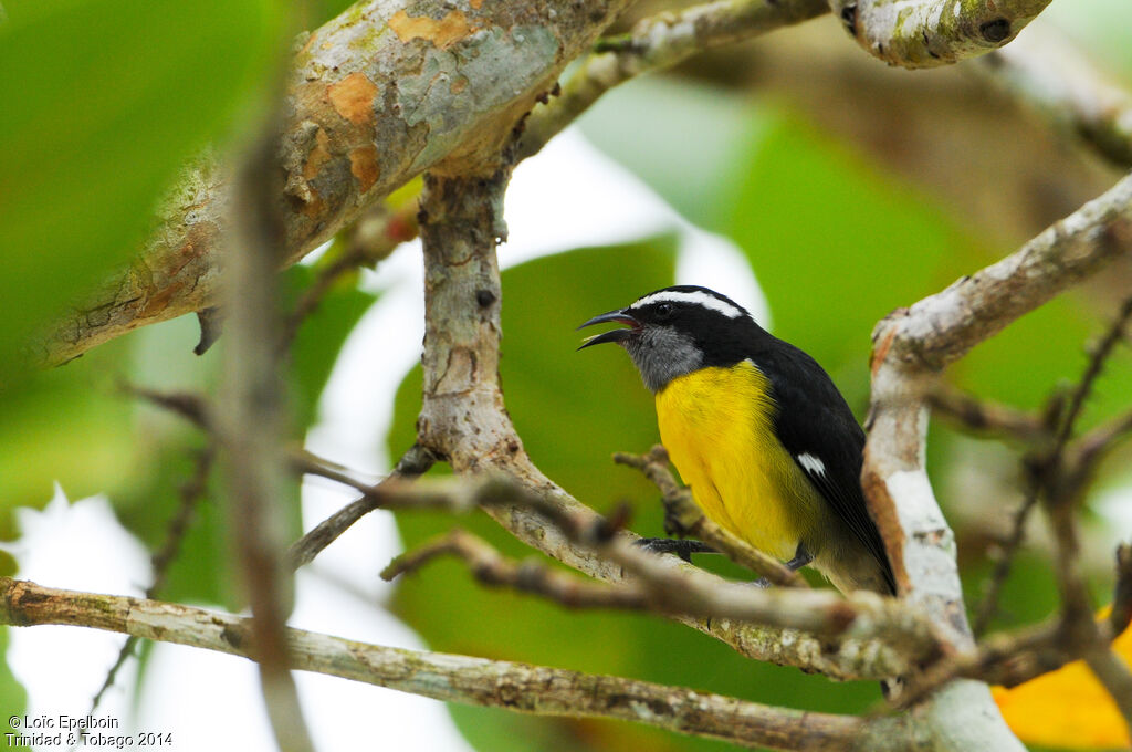 Bananaquit