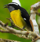 Bananaquit