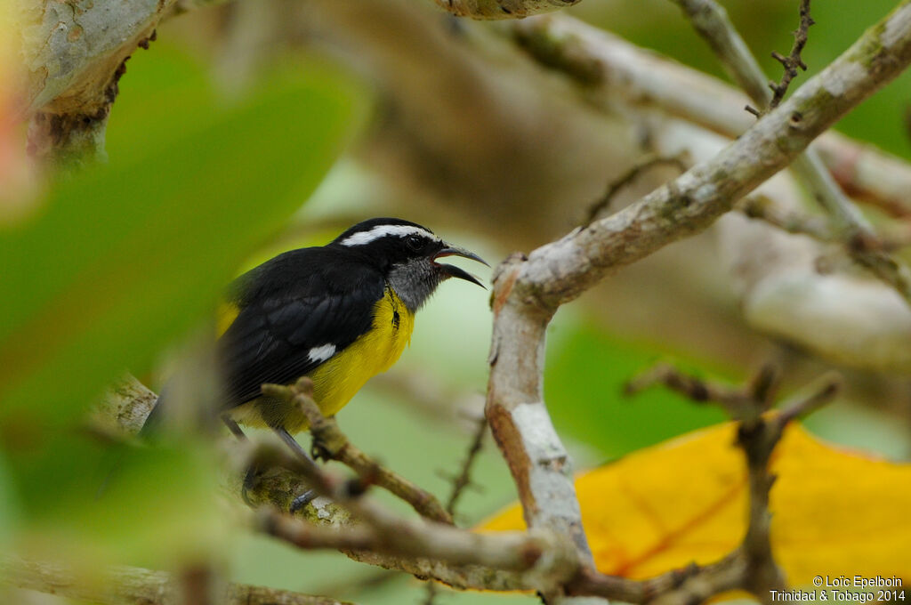 Bananaquit