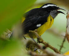 Bananaquit