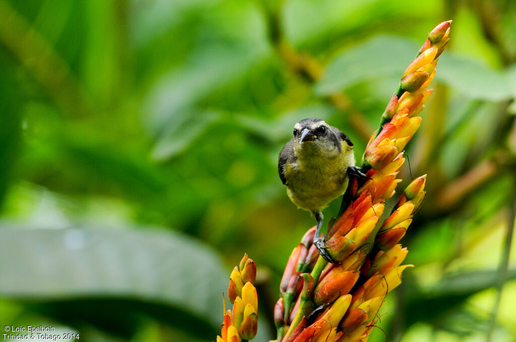 Bananaquit