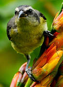 Bananaquit