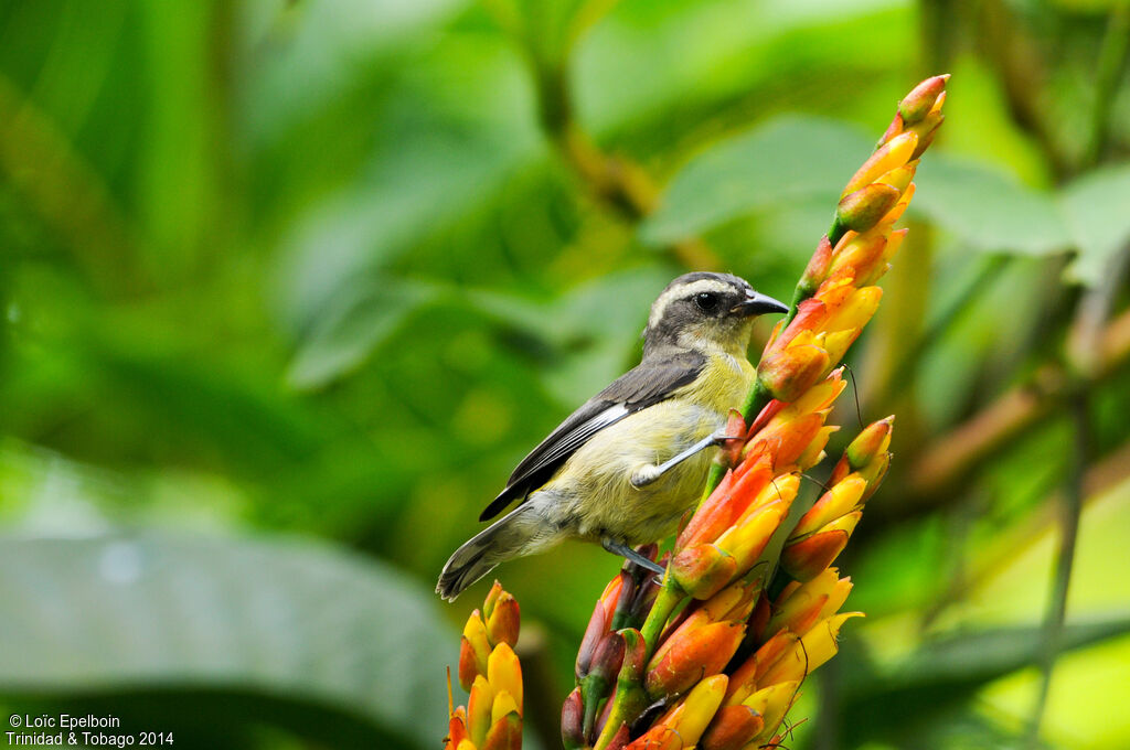 Bananaquit