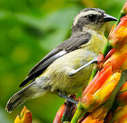 Bananaquit