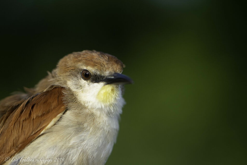 Yellow-chinned Spinetail