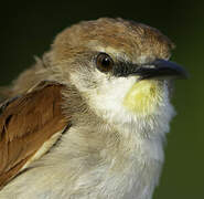 Yellow-chinned Spinetail