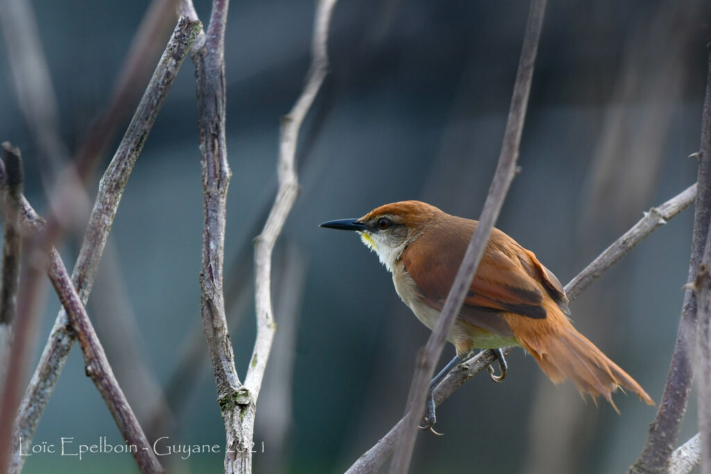 Yellow-chinned Spinetail