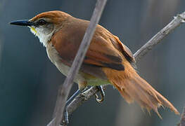 Yellow-chinned Spinetail