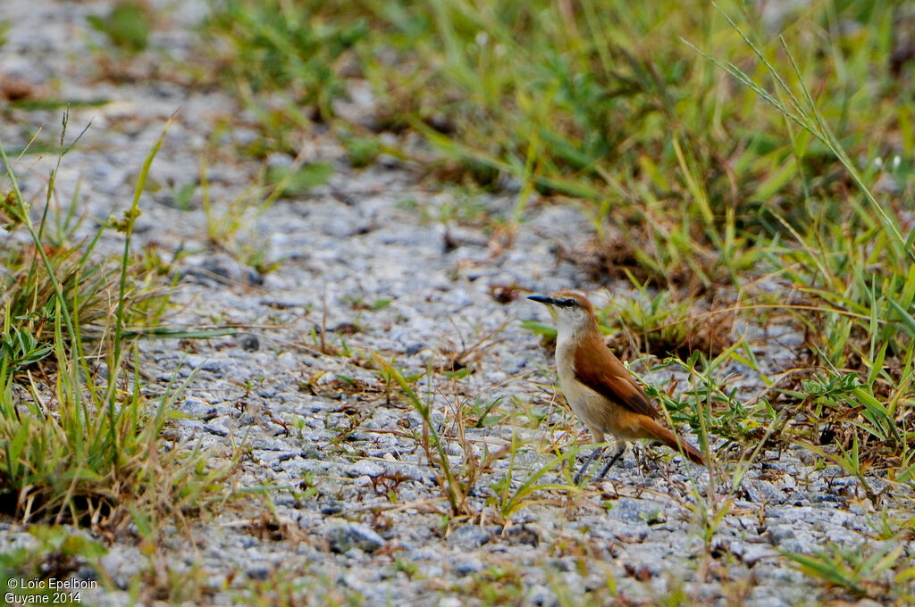 Yellow-chinned Spinetail