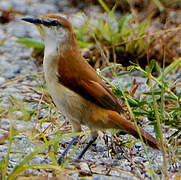 Yellow-chinned Spinetail