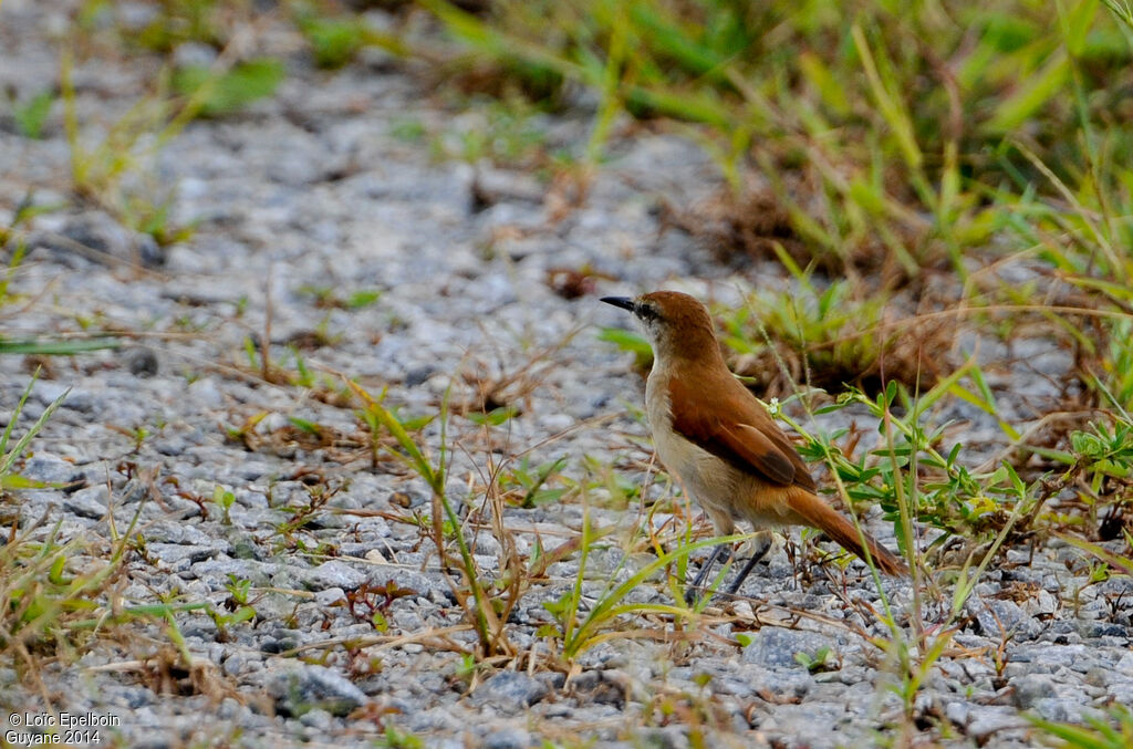 Yellow-chinned Spinetail