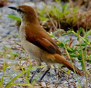 Yellow-chinned Spinetail