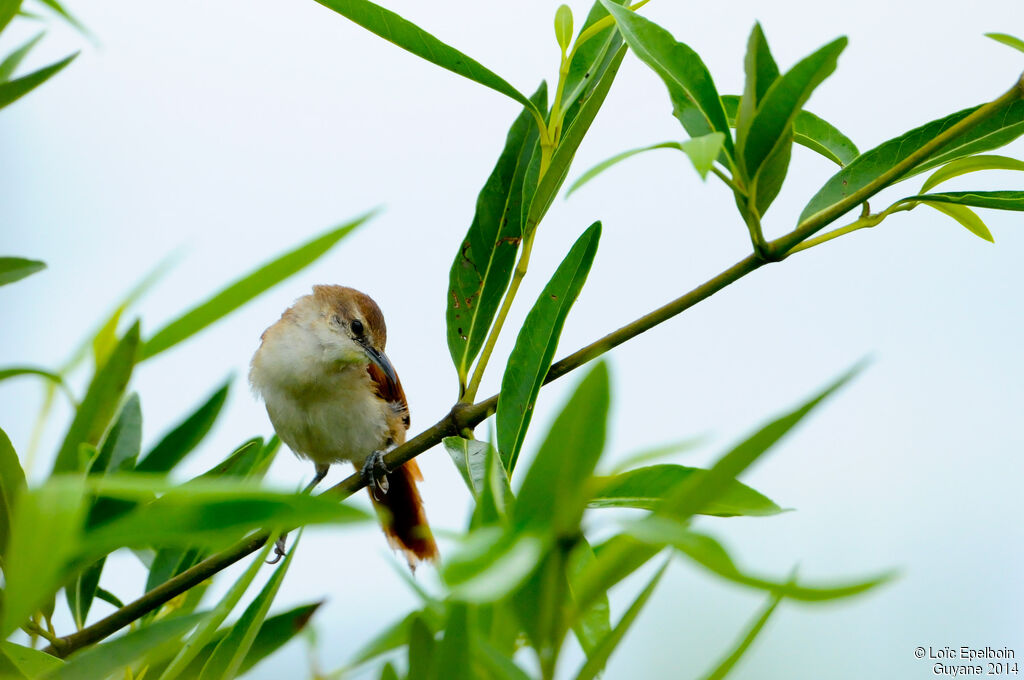 Yellow-chinned Spinetail