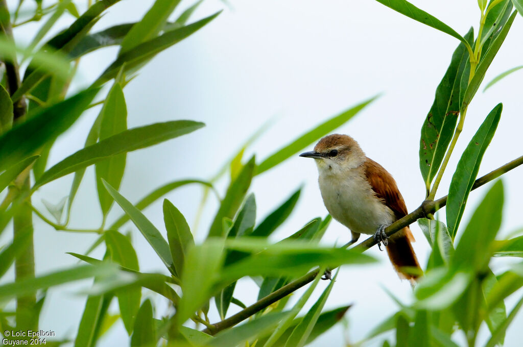 Yellow-chinned Spinetail