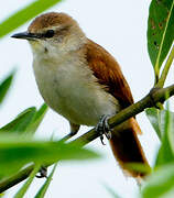 Yellow-chinned Spinetail