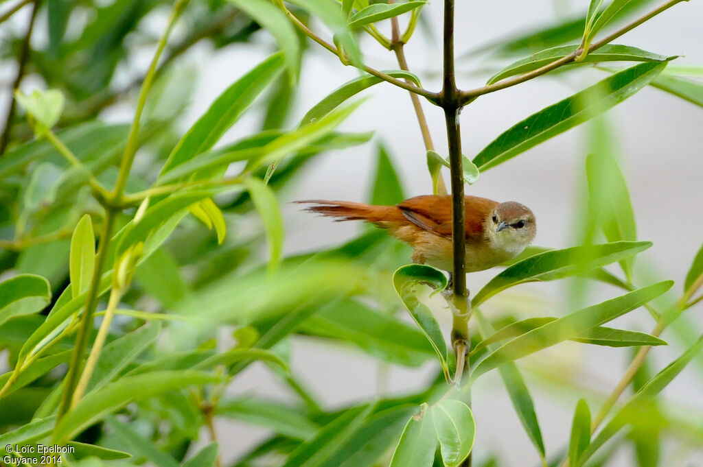 Yellow-chinned Spinetail