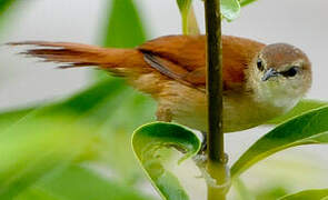 Yellow-chinned Spinetail