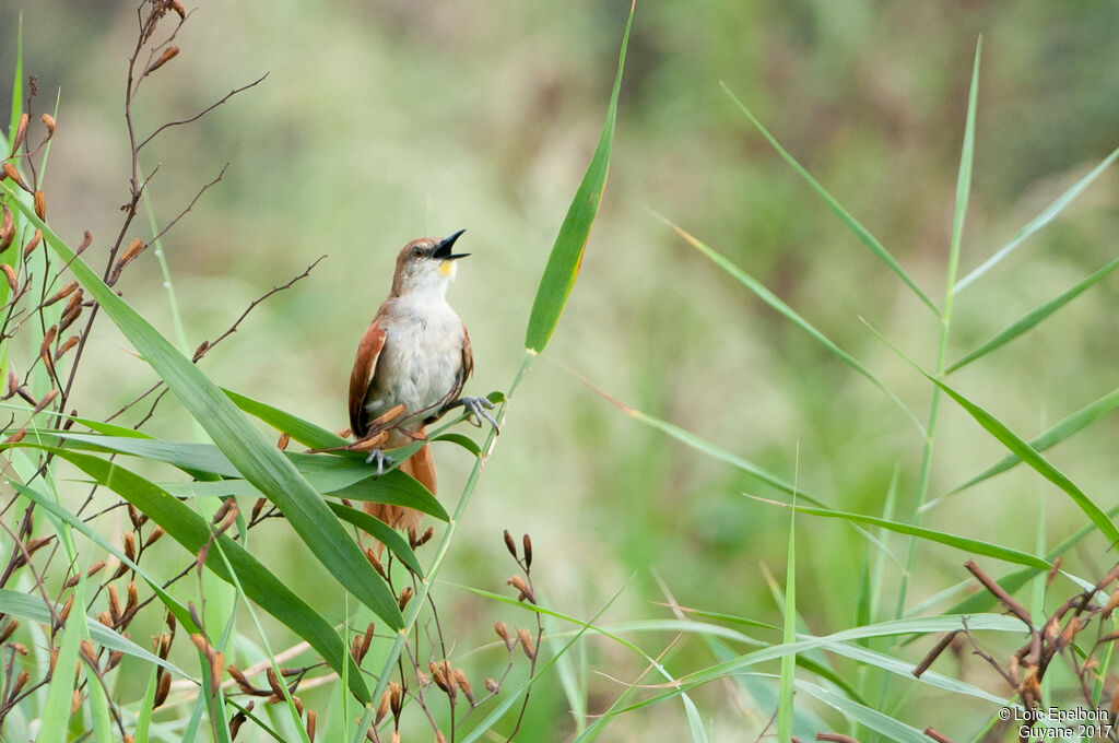 Yellow-chinned Spinetail