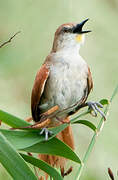 Yellow-chinned Spinetail