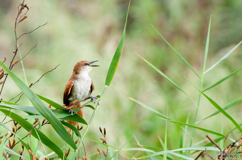 Yellow-chinned Spinetail