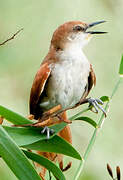 Yellow-chinned Spinetail