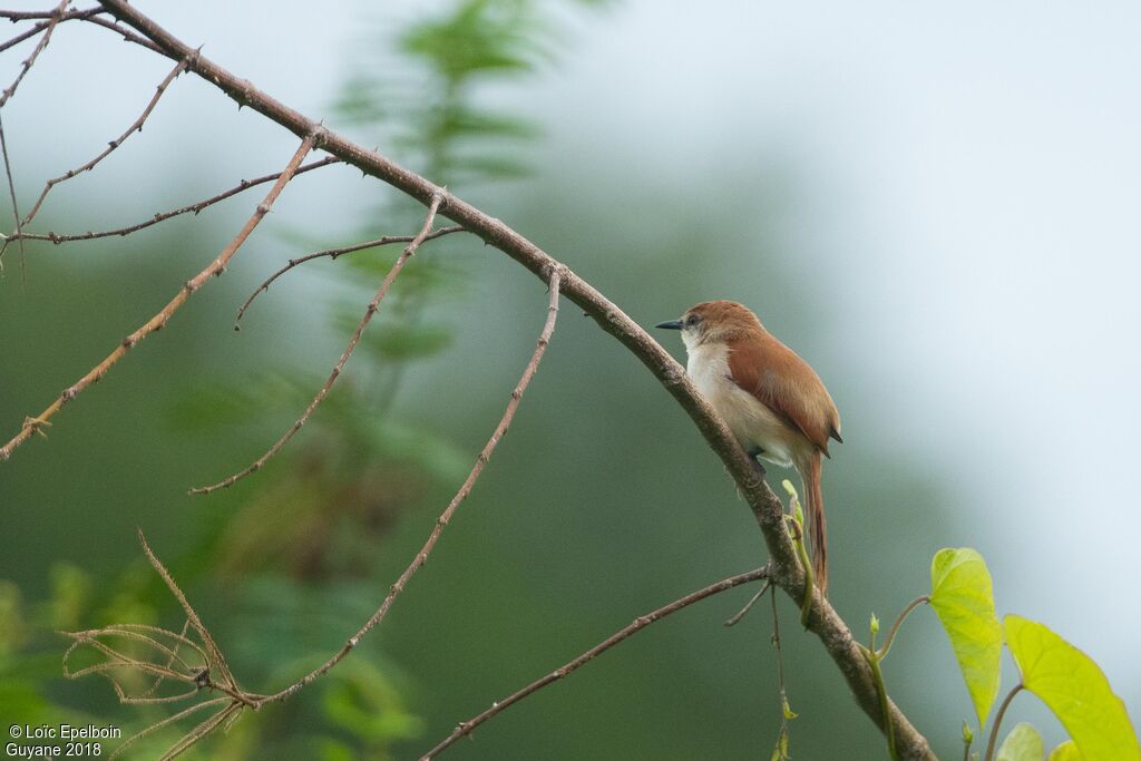 Yellow-chinned Spinetail