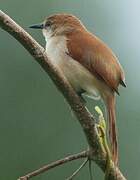 Yellow-chinned Spinetail