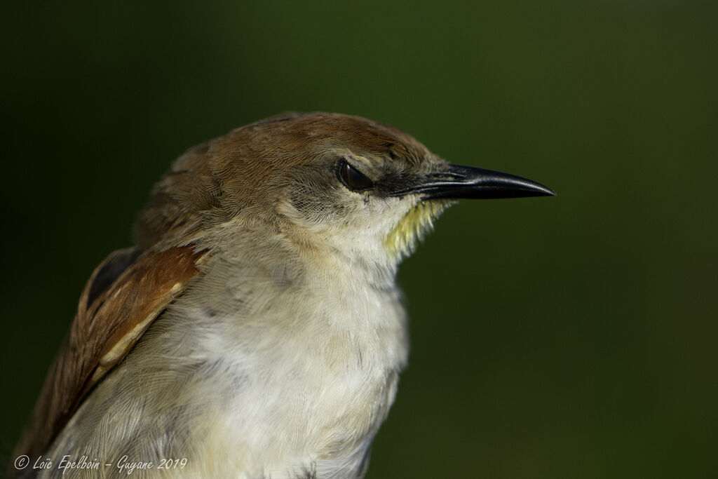 Yellow-chinned Spinetail