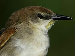 Yellow-chinned Spinetail