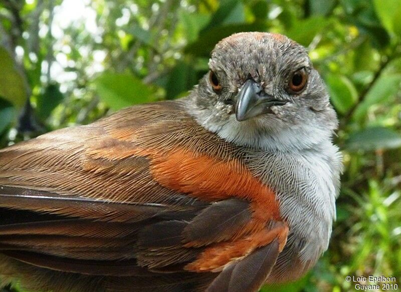 Pale-breasted Spinetail