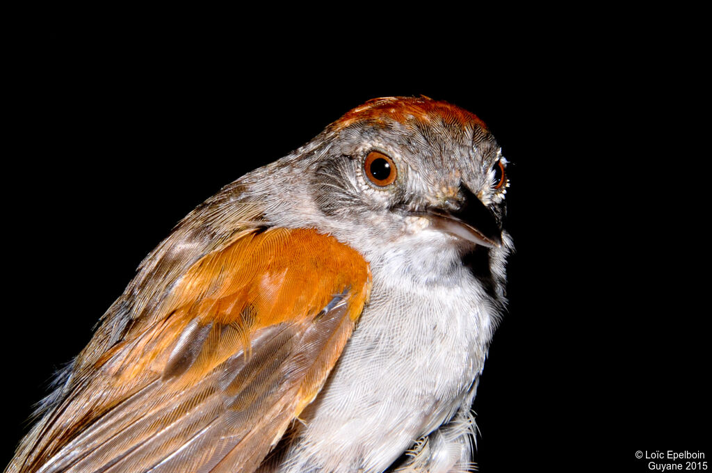 Pale-breasted Spinetail