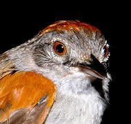 Pale-breasted Spinetail