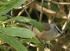 Plain-mantled Tit-Spinetail